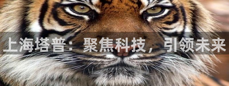 海南意昂体育3发展怎么样：上海塔普：聚焦科技，引领未来