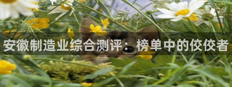 海南意昂体育3：安徽制造业综合测评：榜单中的佼佼者